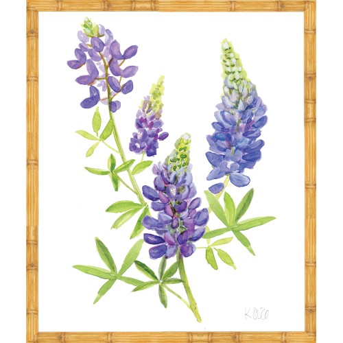 KS- BLUE BONNET 2